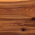 Australian Cypress